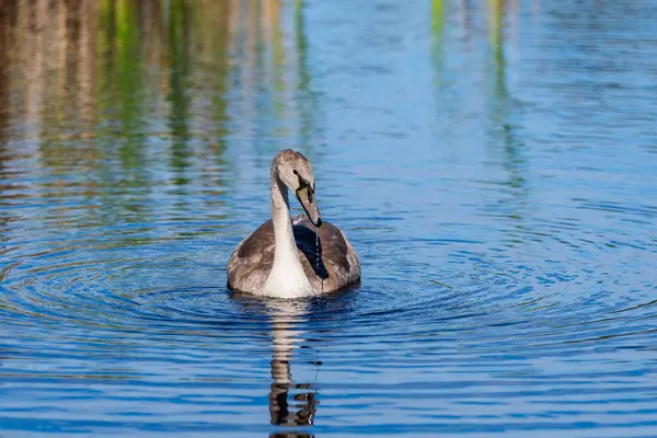 Vahşi gölün mavi sularında sallanan ve beslenen tek bir cygnet. Çimen yansıması. Telefoto yakınlaştırma lensi ile yakın çekim.
