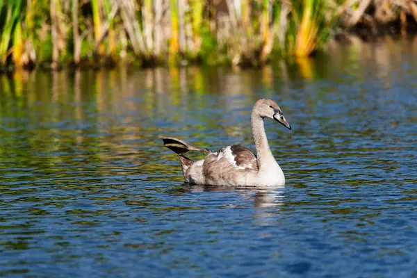 Güneşli bir günde vahşi gölün etrafında sallanan ve beslenen tek bir cygnet, uzun mesafeden yakın çekimini yapıyor.