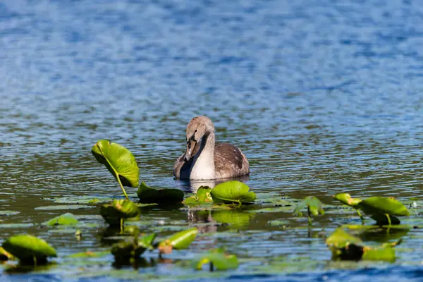 Vahşi gölün mavi sularında sallanan ve beslenen tek bir cygnet - telefoto yakınlaştırma lensi ile yakın çekim