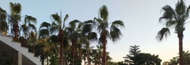 Türkiye 'de palmiye ağaçları - Alanya - egzotik bitkiler