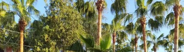 Türkiye 'de palmiye ağaçları - Alanya - egzotik bitkiler