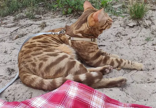 Bengal bir kedi kumda oturur.