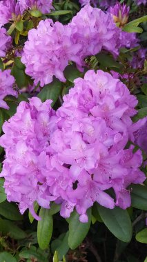 Rhododendron, İsveç 'te leylak çiçekleri olan güzel bir çalı bitkisidir.