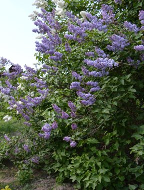 Botanik bahçesindeki Bush Mor Leylağı (Şırınga)