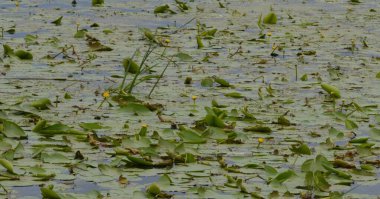 Kyiv 'deki Dnipro Nehri' nde sarı çiçeklerle nilüferler açar.