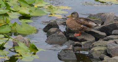 Yalnızlık anı: yaban ördeğinin dinginliği zambaklarla süslenmiş bir gölün kayalık kıyılarında.