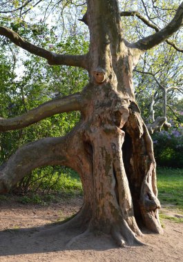 Kyiv botanik bahçesinde oyuğu olan yaşlı bir ağaç.
