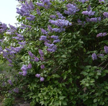 Hryshka 'nın adını taşıyan Kyiv Botanik Bahçesindeki Bush Mor Leylağı (Şırınga)