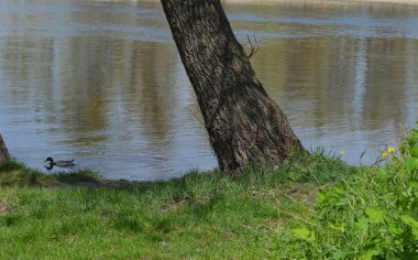 Dnipro Nehri boyunca yüzen bir ördek, kıyıdan manzaralı.