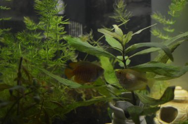 Akvaryumda Lyalius - iki balık, bir erkek ve bir dişi algler ve akvaryum bitkileri arasında yüzer. Japon Balığı - evcil hayvanlar, hobi - akvaryum