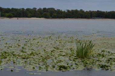 Dinyeper Nehri kıyısında nehir bitkileri - lağım ve nilüferler, Ukrayna, Kiev