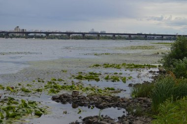 Taşlar ve Dnipro Nehri üzerinde bir köprü, nilüferler ve şehir binaları