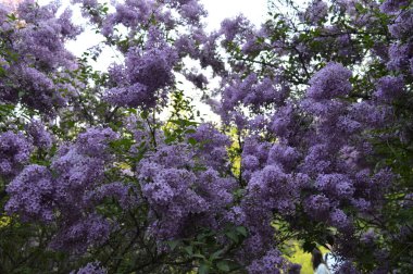 Hryshka 'nın adını taşıyan Kyiv Botanik Bahçesindeki Bush Mor Leylağı (Şırınga)