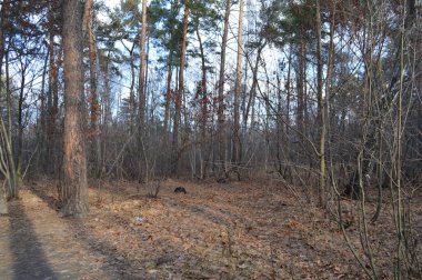 Karışık sonbahar ormanları, dökülen yapraklar