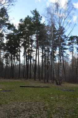 Karışık sonbahar ormanı, uçurumun kenarındaki bir ağacın gövdesi, huş ağaçları ve çam ağaçları.