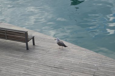 Bankın yanındaki ahşap setin üzerinde bir martı. Barselona 'da deniz kenarındaki kuş.