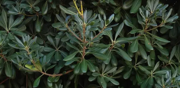 stock image Pittosporum tobira is a species of sweet-smelling flowering plant in the pittosporum family Pittosporaceae known by several common names, including Australian laurel, Japanese pittosporum, mock orange and Japanese cheesewood