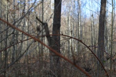 Karışık bir ormanda çalılıklar