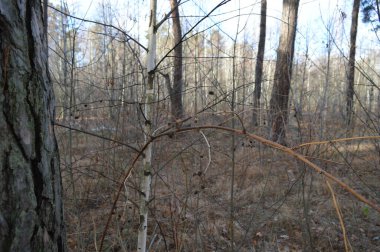 Sonbahar ormanındaki kuru çalılar.
