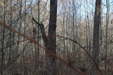 Karışık bir ormanda çalılıklar