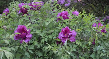 Botanik bahçesinde mor ağaçlı şakayıklar çiçek açar (Kyiv Botanik Bahçesi))