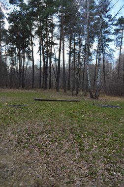 Ormanın kenarında bir kütük - karışık bir sonbahar ormanı