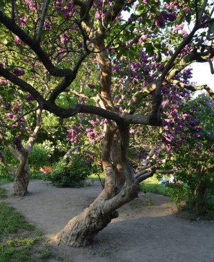 Kiev 'deki Hryshka Botanik Bahçesinde bitkiler, çalılar ve ağaçlar