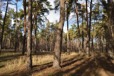 Kyiv 'deki çam ağaçları ormanı.