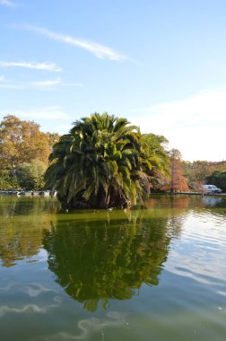 Barcelona 'daki Ciutadella Parkı' ndaki gölde palmiye ağaçları. Egzotik bitkilerle süslenmiş bir bahçe. Gölet kenarında yürüyüş.