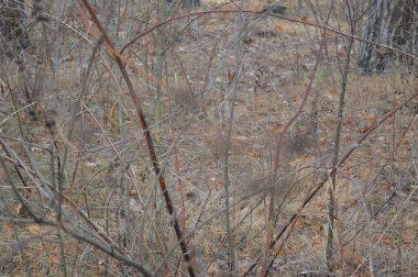 Kuru çalılar ve ormandaki sonbahar otları