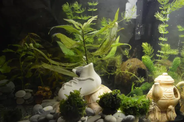 Stock image A beautifully decorated aquarium-herb where live plants grow - an imitation of the natural habitat of fish. Cultivation of underwater gardens and decoration with gypsum figurines