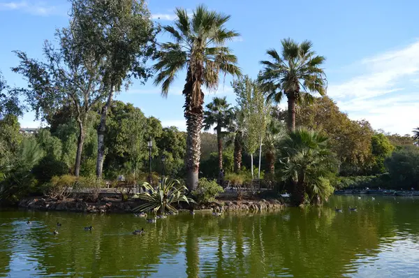Ciutadella Park 'ında ördekleri olan bir gölün yakınındaki palmiye ağaçları - İspanyol doğası ve parkta egzotik bitkiler, Barcelona