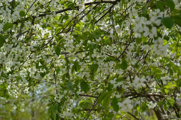 Beyaz çiçeklerle açan kiraz