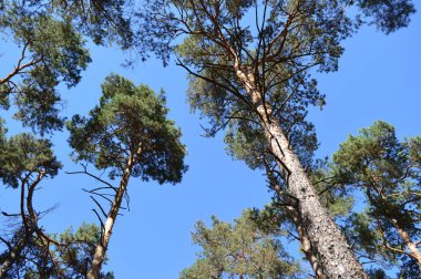 Yazın yeşil kozalaklı orman. Mavi gökyüzüne uzanan çam ağaçları.