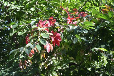 Tree with red and green leaves, natural area, sunny day in forest area clipart