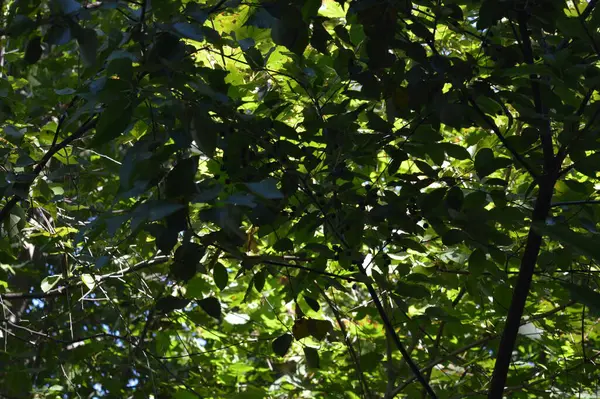 stock image Tree with green leaves and black berries, natural area, sunny day in forest area