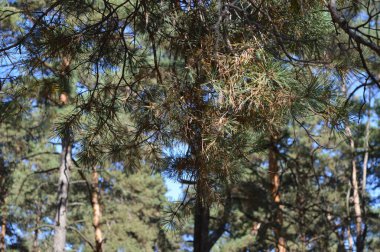 Orman, kozalaklı ağaçlar - çamlar, doğal alan, orman bölgesinde güneşli bir gün