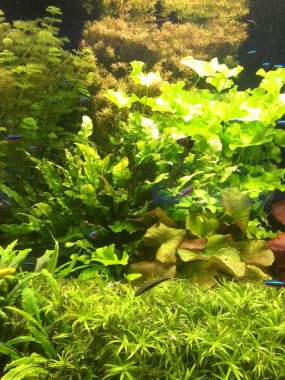 Birçok neon balığının yüzdüğü yoğun büyüyen yeşil akvaryum bitkileriyle bitkisel akvaryum