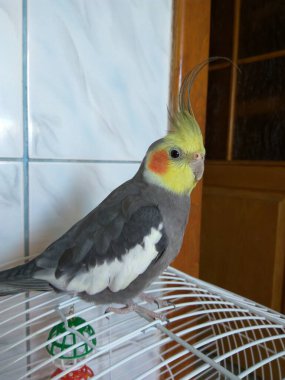 The cockatiel parrot (Nymphicus hollandicus) stands on a cage - one of the most popular domestic parrots, its homeland is Australia clipart