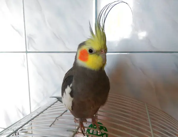 Avustralyalı şirin gri papağan (Nymphicus hollandicus) - en popüler papağanlardan biri olup, memleketi Avustralya 'dır.