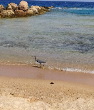 Kızıldeniz sahilinde yürüyen resif balıkçıl (Egretta gularis), Hurghada 'da kayalık kıyı.