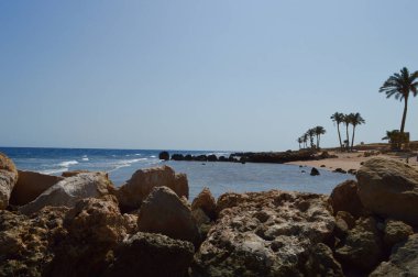 Landscape of the Red Sea coast of Egypt - rocky breakwaters, waves, palm trees and a sandy beach clipart