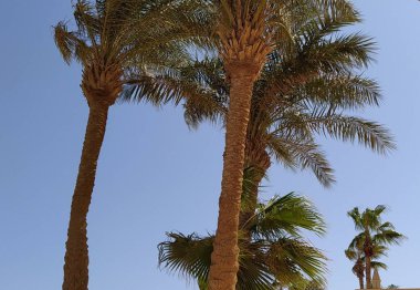 Hurma ağaçları mavi gökyüzüne karşı Hurghada