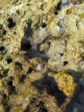 Mercan resifleri, Kızıldeniz kıyılarında alçak akıntıda, deniz kabukları ve deniz hayvanları deliklerde saklanıyor - Hurghada 'da deniz yaşamı yakın plan 