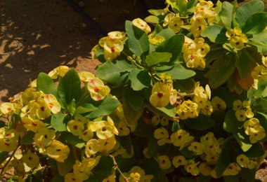 Euphorbia mili, crown of thorns (Euphorbia milii) is a plant of the genus Euphorbia - an ornamental plant from animals that uses poisonous sap and thorns on its branches clipart