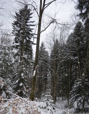 Kozalaklı ormanda ladin dalları üzerinde kar - Bukovel