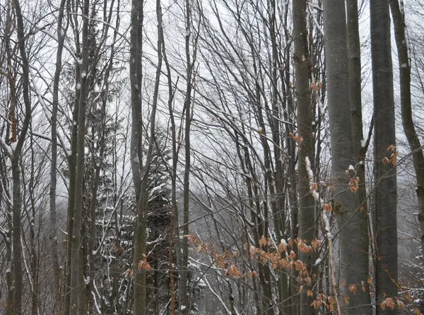 Karışık ormanda karla kaplı uzun ağaçlar.
