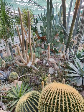 Farklı kaktüsler ve sulu bitkiler. Seradaki egzotik bitkiler.