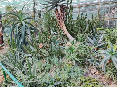 Serada çeşitli lezzetler sunuluyor.