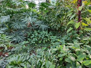 Botanik bahçesinin serasında egzotik bitkiler